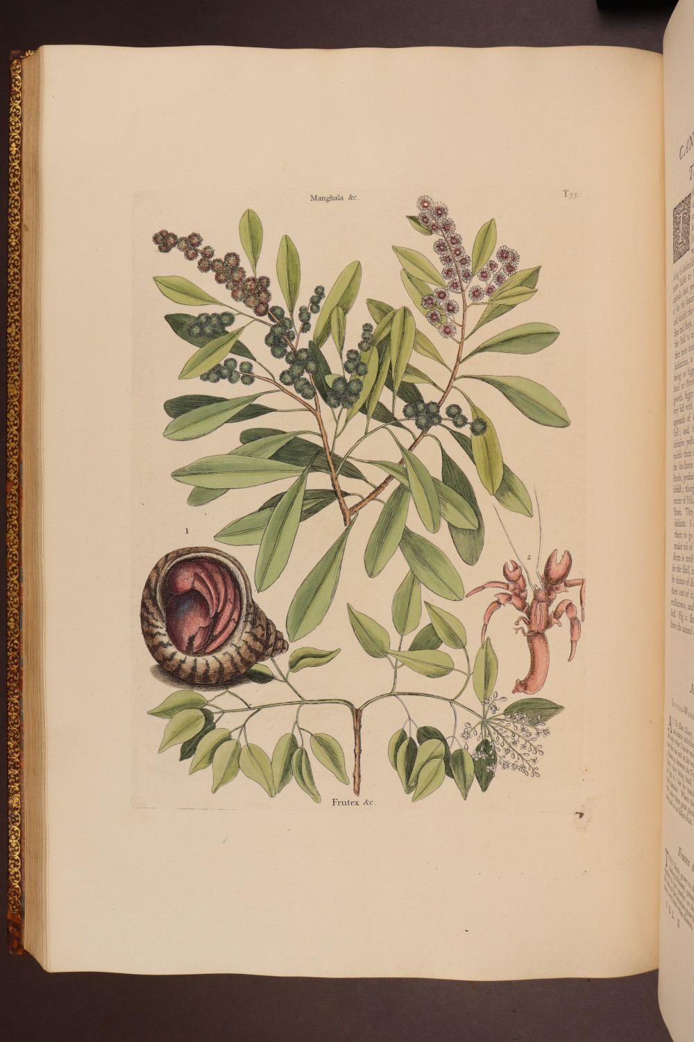 Plate 33
